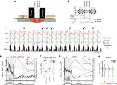 The hemodynamic initial-dip consists of both volumetric and oxymetric changes reflecting localized spiking activity